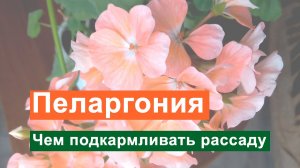 Пеларгония уход в домашних условиях. Чем подкармливать рассаду пеларгонии? Как посадить пеларгонию?