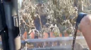 ГДЕ ПОТЕРИ??? Уборка подсолнечника по амброзии смотрим потери