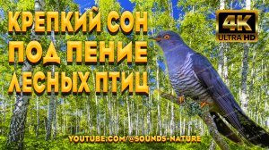 Крепкий Сон Под Пение Лесных Птиц и Припев Кукушки! Пение Птиц, Уберёт Тревогу И Депрессию.