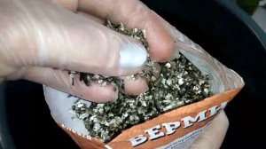 Пеларгония ( Герань ) посадка в грунт, хлопоты в марте