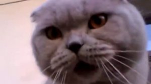 Котик хочет что бы его погладили _З