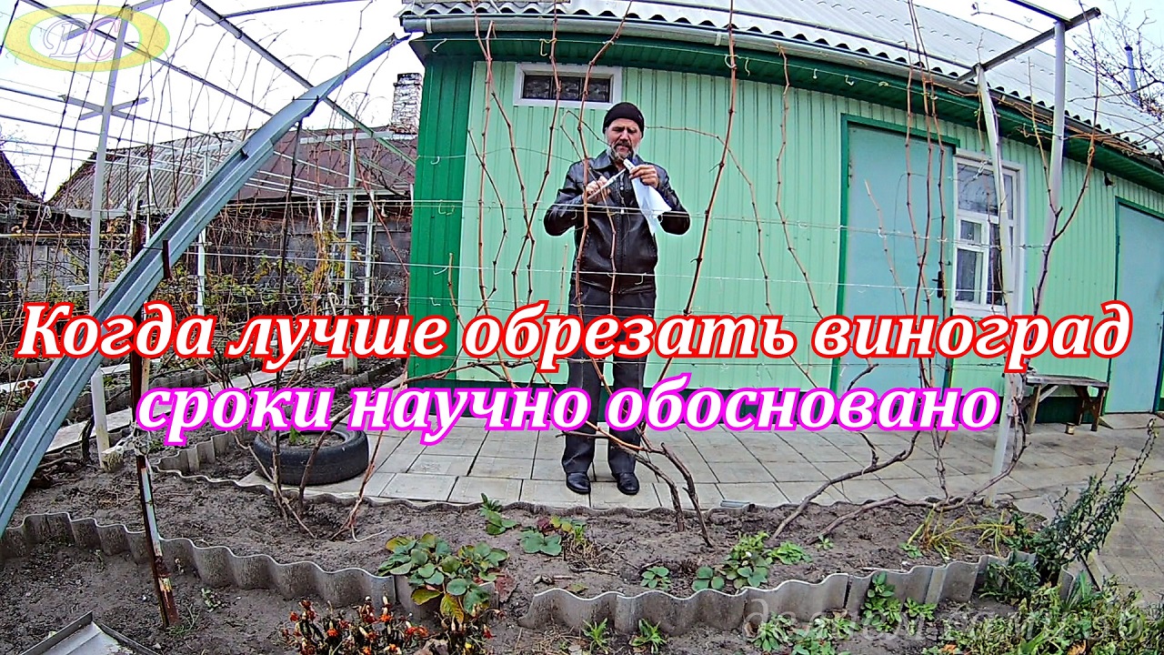 Когда лучше обрезать виноград  весной или осенью-эти сроки научно обоснованы даны в этом видео.