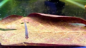 Гурами карликовый пумила  & Факельная щучка Эпиплатис факельный