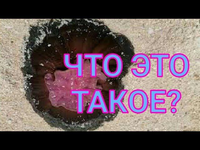 Поймали странное существо в океане. Кто знает?  Пляж Кендва,  Занзибар.Отдых в Занзибаре.Канал Тутси