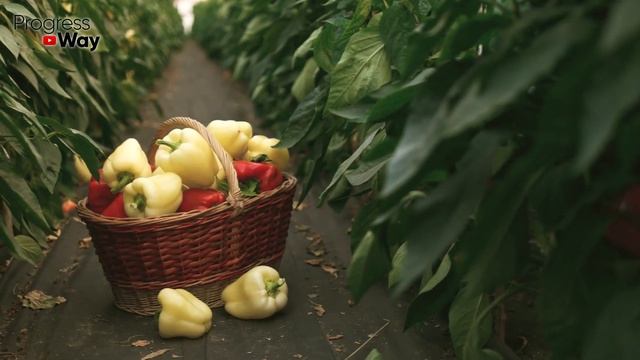 Самые Неприхотливые Мега Урожайный Сорта Перца В Мире! Сорта Сладкого Перца Не Требующие Ухода! смотреть онлайн