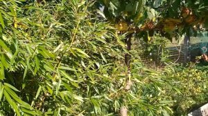 21.08.2020. Филлостахис спектабилис, цветение бамбука, phyllostachys aureosulcata "spectabilis"