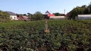 Малина у забора,не успеваю собирать,обильный урожай!