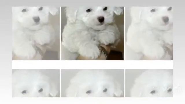 PomCoton Dog breed смотреть онлайн