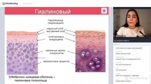 Гистология дыхательной системы | Гистология полости носа, глотки, гортани, трахеи, бронхов и альвео