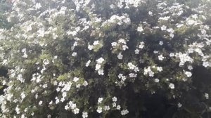 #potentillaalba #дача #лапчаткабелая / Лапчатка белая (лат.potentilla alba) для дизайна сада
