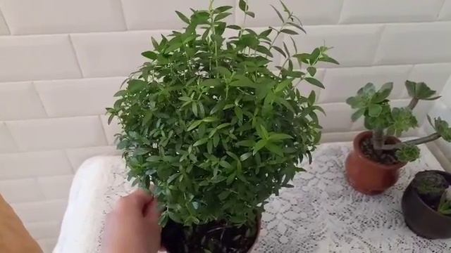 Мирт. Миртовое дерево.