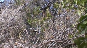 Танзания Бушмены