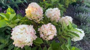 Firelight Tidbit panicle hydrangea…. Perfect late bloomer for a small space