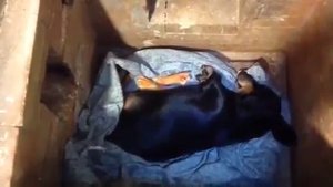 Общая кремация собаки