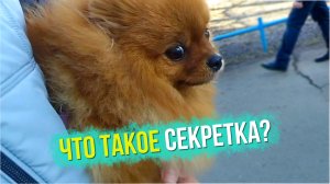Секретка. Что это такое? Шпиц Рыжулька Юни соскучилась. Где соль и сахар?