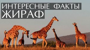 Жираф. Интересные факты
