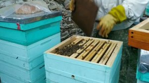 Роение в сентябре, что делать. Чудеса!