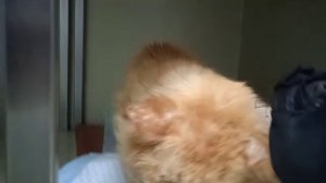 Навещали котика Царя