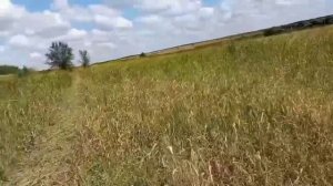 косим суданку второй укос.суданка по суданке и по люцерне.