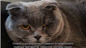 Микоплазмоз у кошек: лечение, опасность для человека