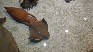 Скат плавает с важным видом