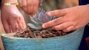 Молодило / Каменная роза