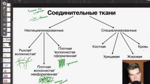 6.7. Соединительная ткань | Анатомия к ЕГЭ | Георгий Мишуровский