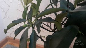 Citrus Kumquat Fortunella margarita/Nagami (кумкват)
