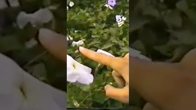 Кормление бражника.#shorts смотреть онлайн