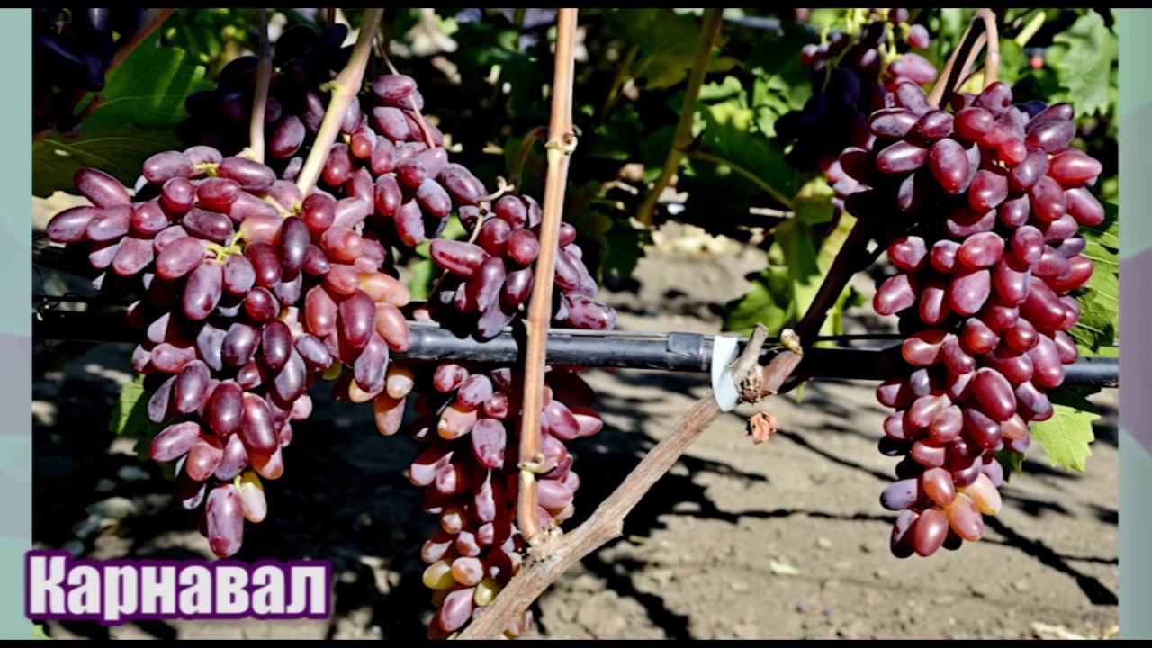 Виноград Карнавал - новейшая гибридная форма селекции Е. Г. Павловского (Grape varieties Carnival) смотреть онлайн