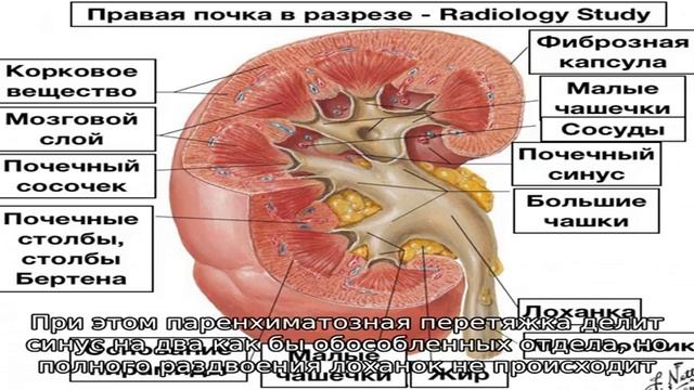 Паренхима почки и ее патологии смотреть онлайн