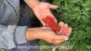 ? Смородина красная НАТАЛИ описание сорта ? урожайная, с ягодой десертного вкуса