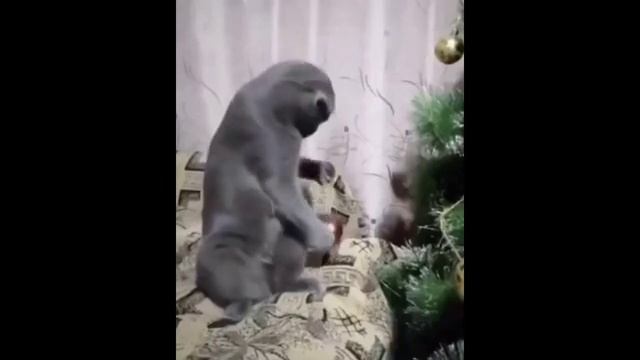 Свежие приколы с питомцами 2022 года.mp4 смотреть онлайн