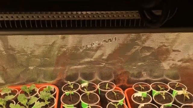 Подсветка рассады. На каком расстоянии расположить светильник над рассадой томатов?