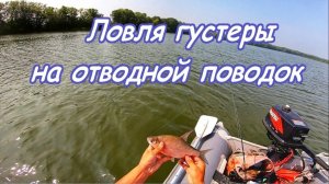 ЛОВЛЯ "БЕЛИ" НА ОТВОДНОЙ ПОВОДОК/ РЫБАЛКА НА СПИННИНГ/ЧАПАЕВСКИЕ ЛУГА САМАРСКОЙ ОБЛ./ ЛЕТНЯЯ РЫБАЛКА