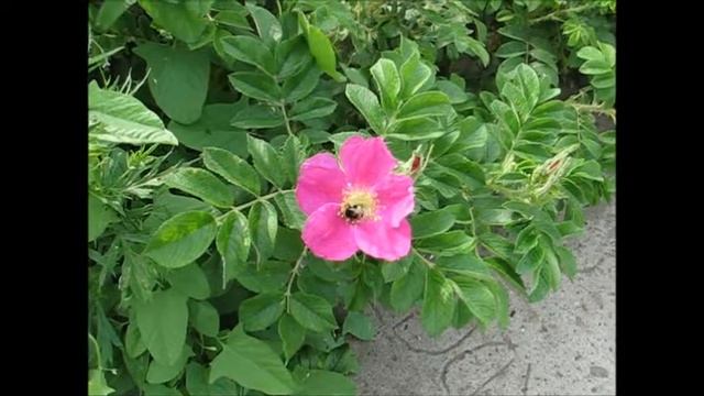 шмель опыляет шиповник смотреть онлайн