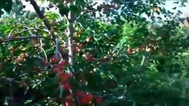 Абрикос - самые урожайные, морозостойкие сорта. смотреть онлайн