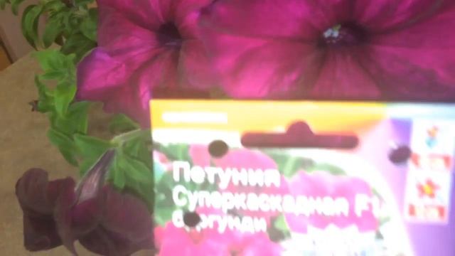 Петуния 18.03.18 Первые цветы петунии