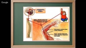 Окружающий мир 3 класс 31-32 неделя Нервная система
