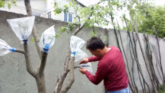 Перепрививка яблони 10 летнего возраста.