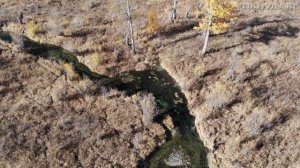 Лось на реву. Охота на лося и медведя на Камчатке