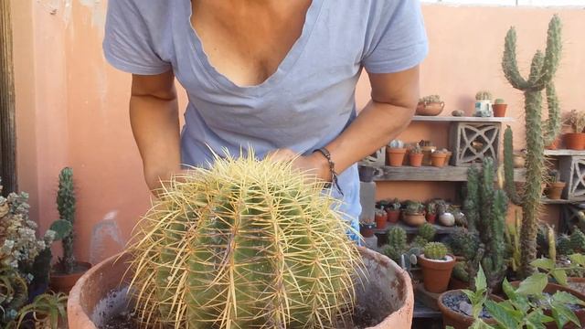 Qué pasa cuando cae cemento en un Cactus? Después de dos días. #echinocactusgrusonii смотреть онлайн