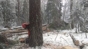 Валка сосны