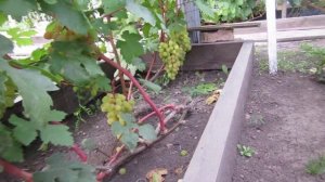 Виноград Красноярска. Сергей Будрис. 2020г. 8-902-980-79-86.