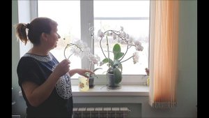 Орхидеи будут цвести круглый год если поливать настойкой