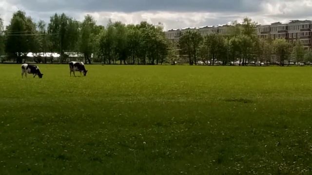 Коровы смотреть онлайн