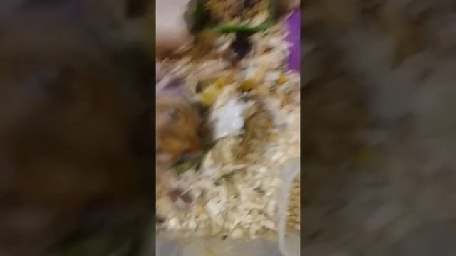 Как сделать туалет для хомяка| Как приучить хомяка к туалету смотреть онлайн