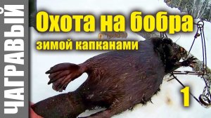 Охота на бобра капканами зимой | 10 секретов. Beavers hunting in winter | 10 Secrets