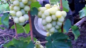 Смарагд  2019.