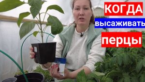 Не высаживайте перцы в мае 2023 - еще рано. Как подготовить перцы к высадке